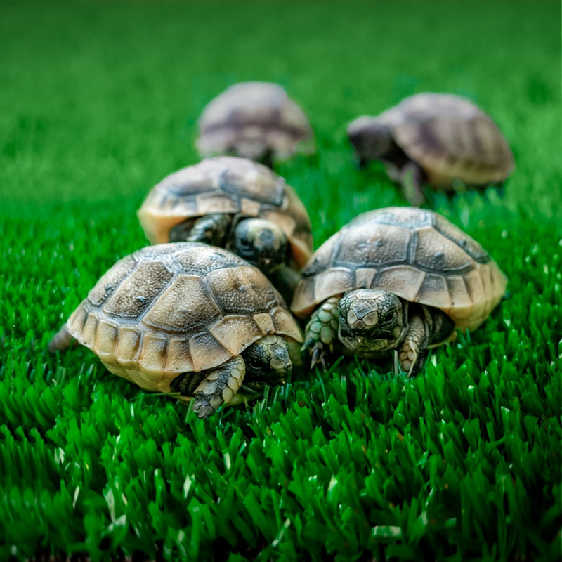 Tapete de grama sintética para pet - Diversos tamanhos