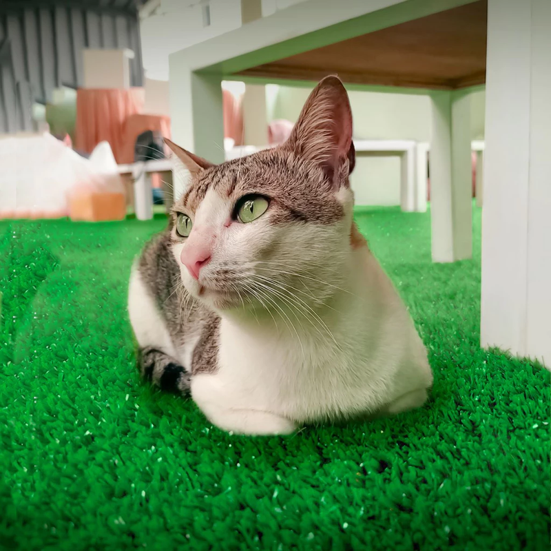 Tapete de grama sintética para pet - Diversos tamanhos