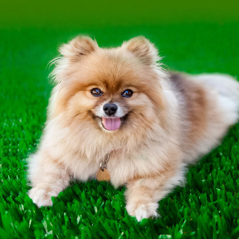 Tapete de grama sintética para pet - Diversos tamanhos