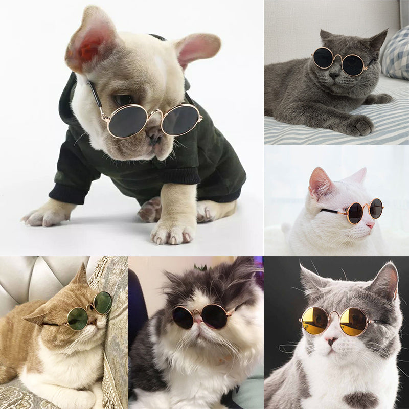 Óculos para pets - Estilo garantido